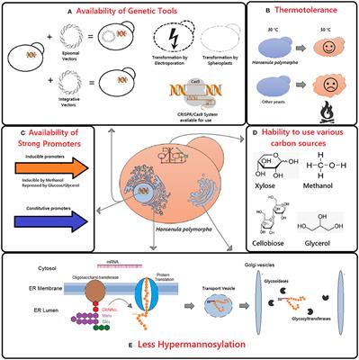 Advances in Using Hansenula polymorpha as Chassis for Recombinant Protein Production